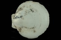 藏品(日月蛤)的圖片